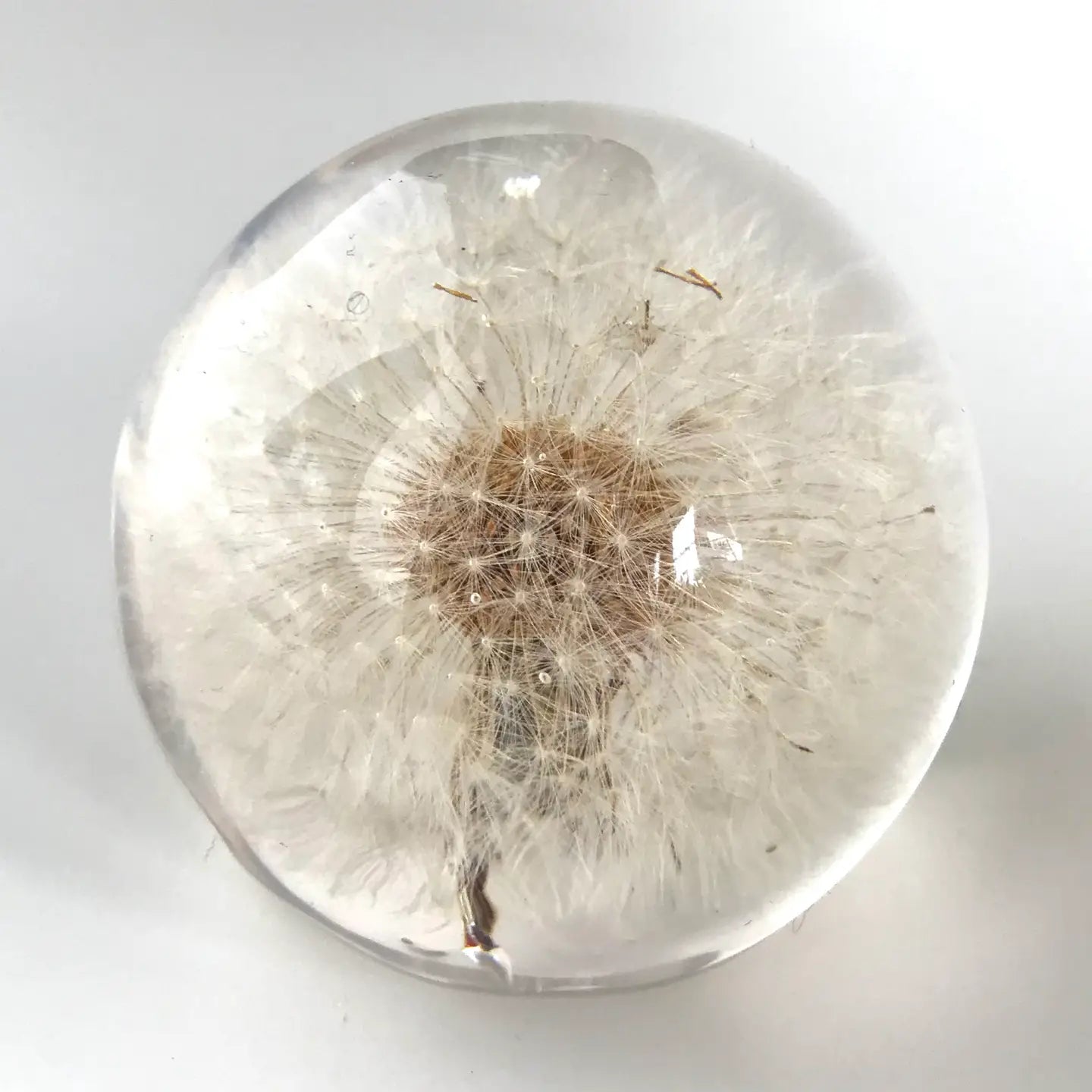 Botanical Resin Large Dandelion Paper Weight