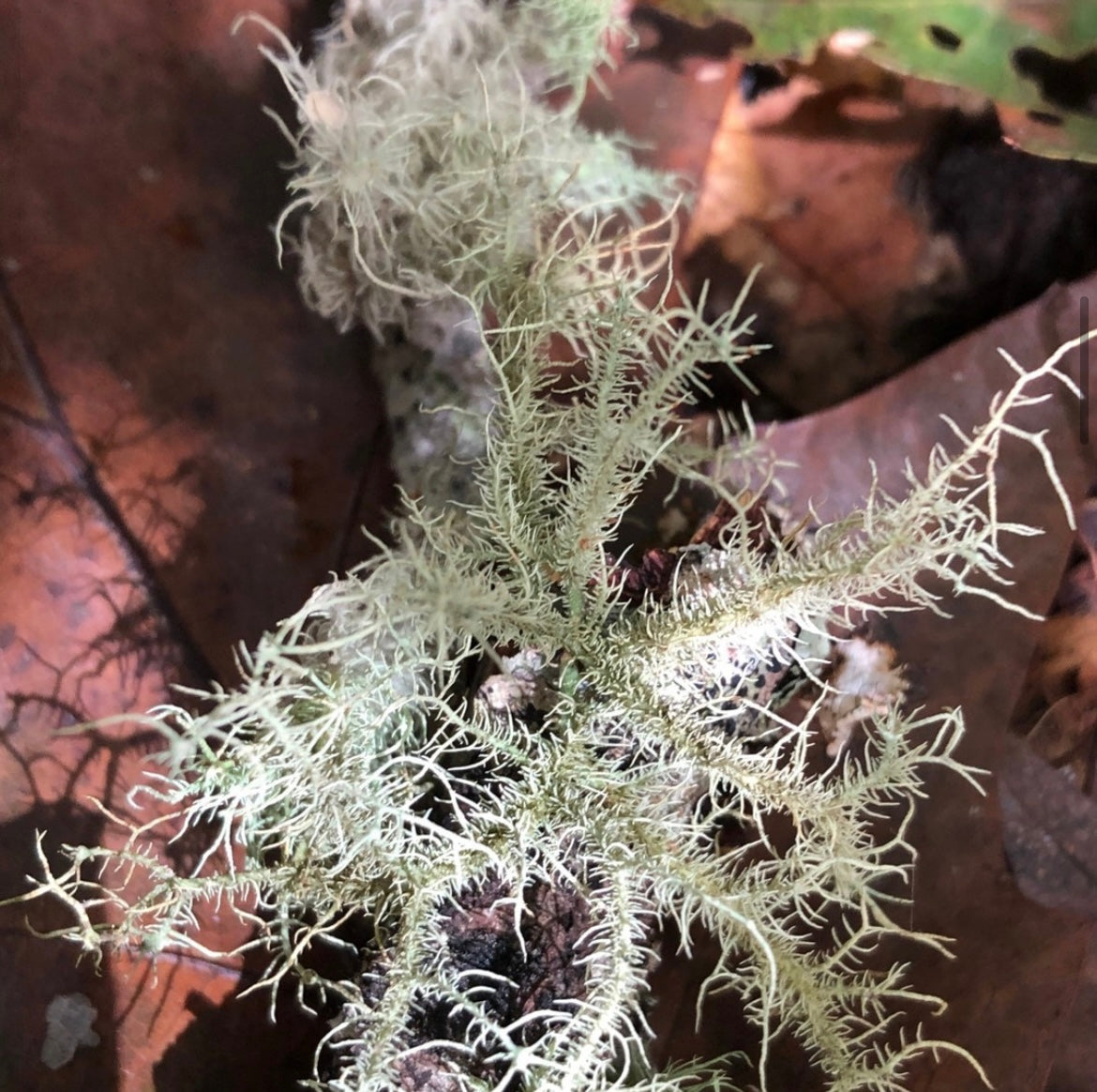 Plant Spirit Essence Collection Divine