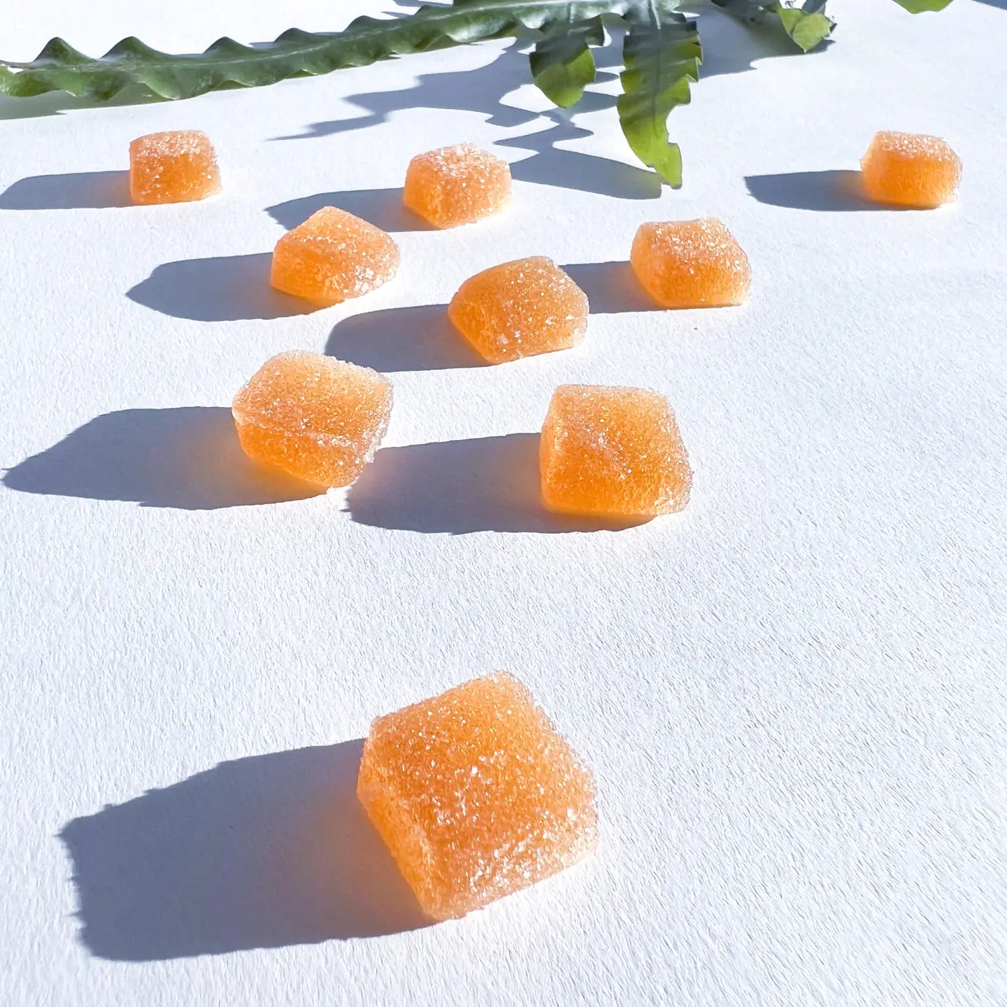 CONCENTRATE | Functional Mushroom Gummies