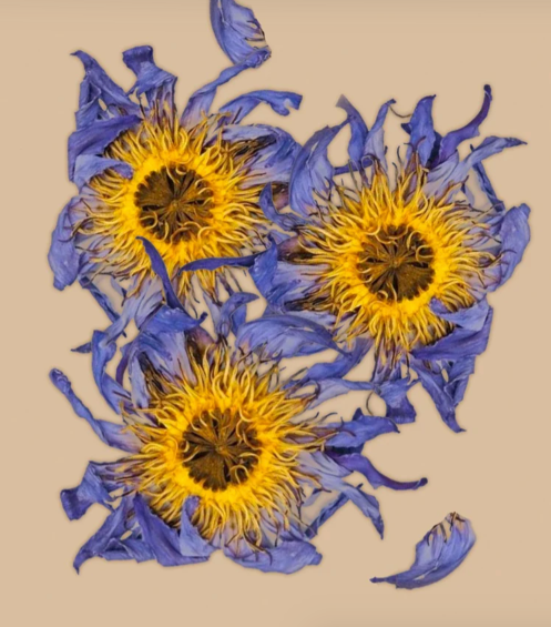 Whole Blue Flowers of Intuition