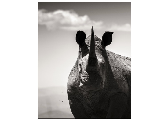 Last of Their Kind by Joachim Schmeisser