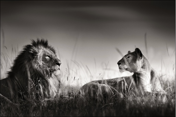 Last of Their Kind by Joachim Schmeisser