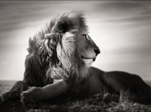 Last of Their Kind by Joachim Schmeisser