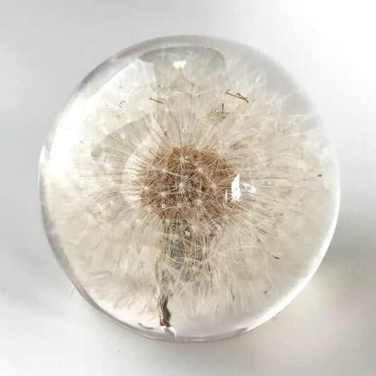 Botanical Resin Large Dandelion Paper Weight