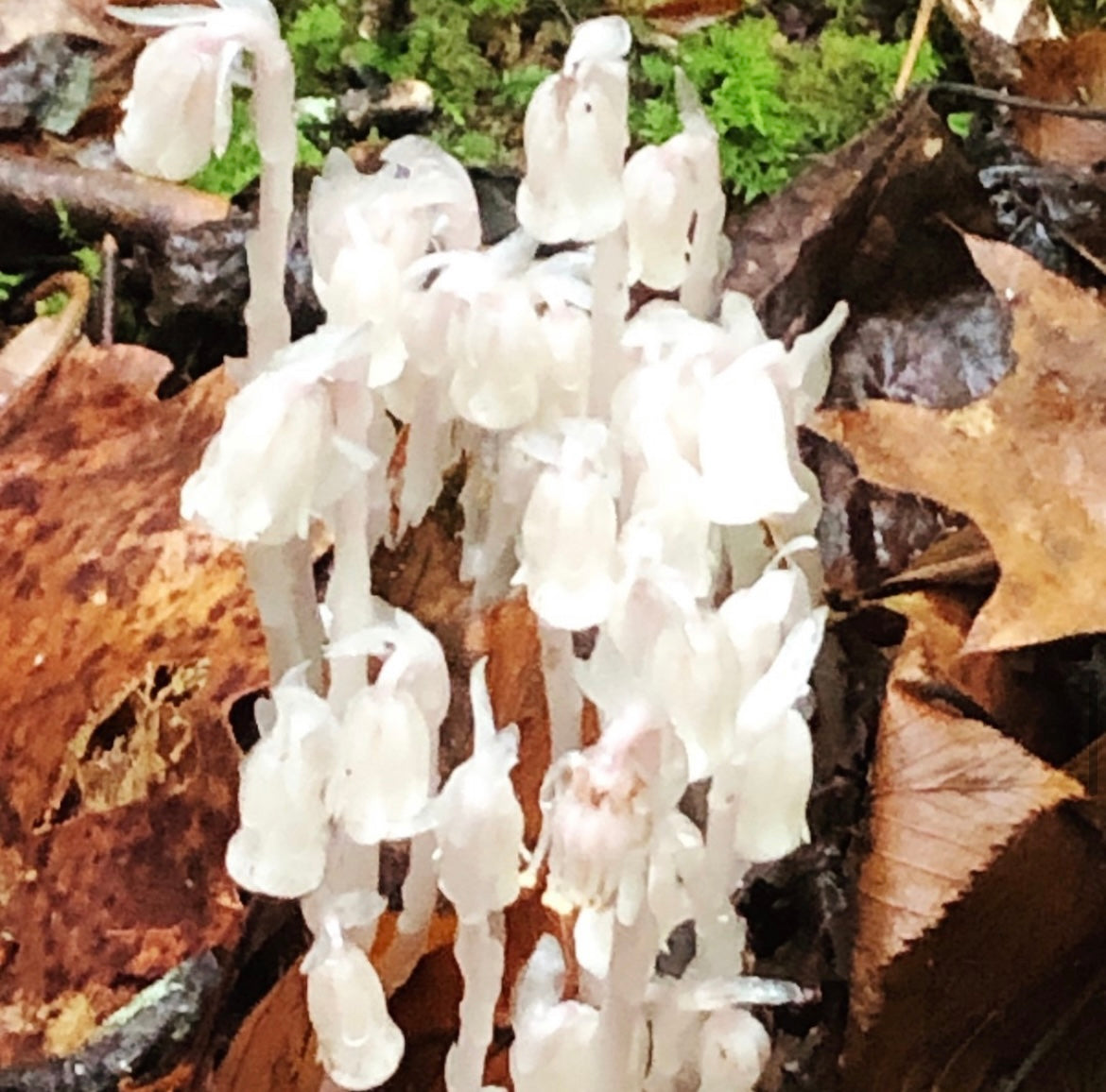 Plant Spirit Essence Collection Divine