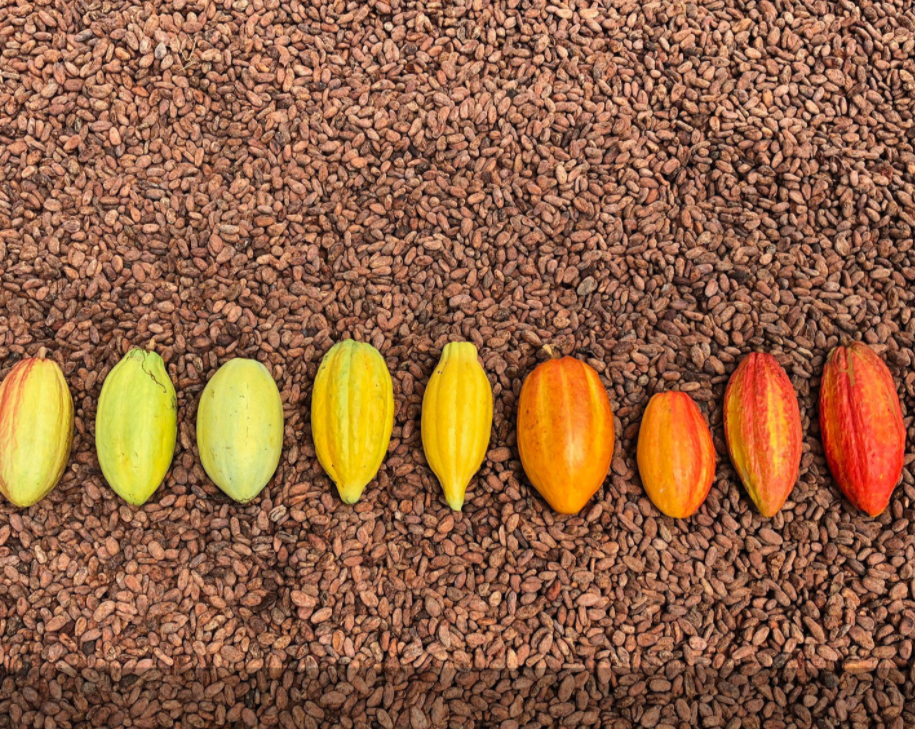 Ywawika Cacao Bar | Hoja De Coca 65%