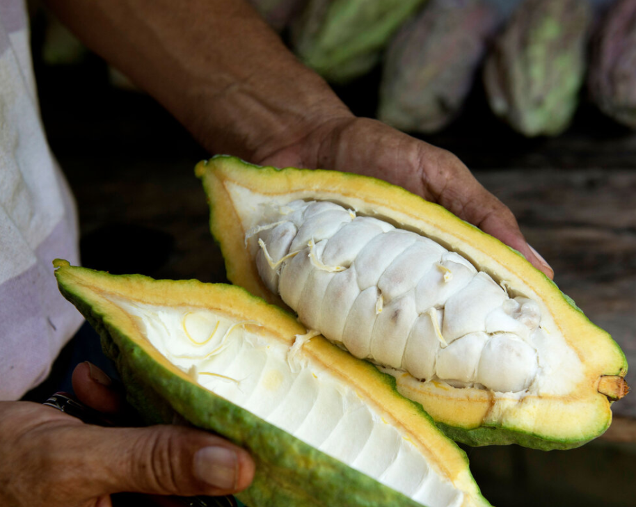 Ywawika Cacao Bar | Hoja De Coca 65%