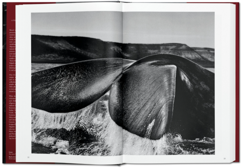 Genesis by Sebastião Salgado