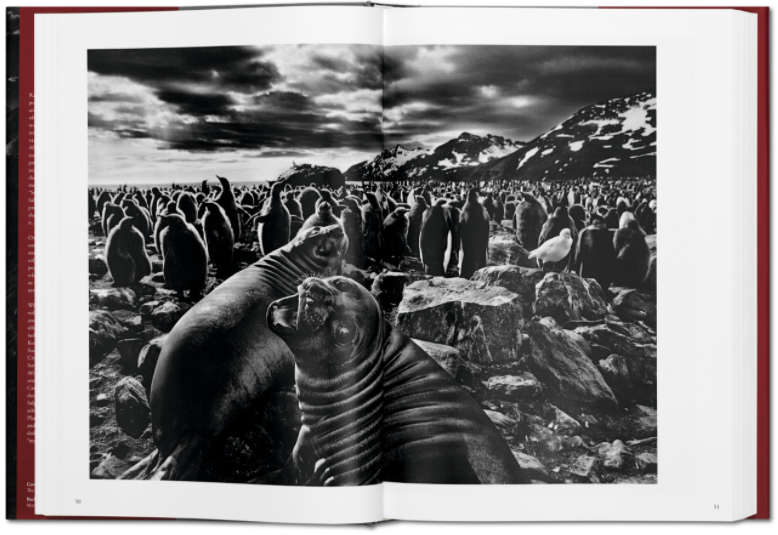 Genesis by Sebastião Salgado