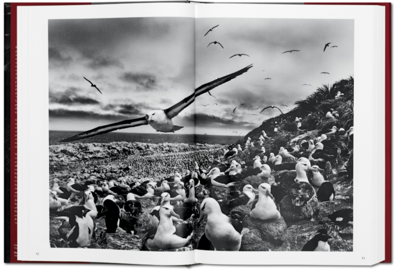 Genesis by Sebastião Salgado
