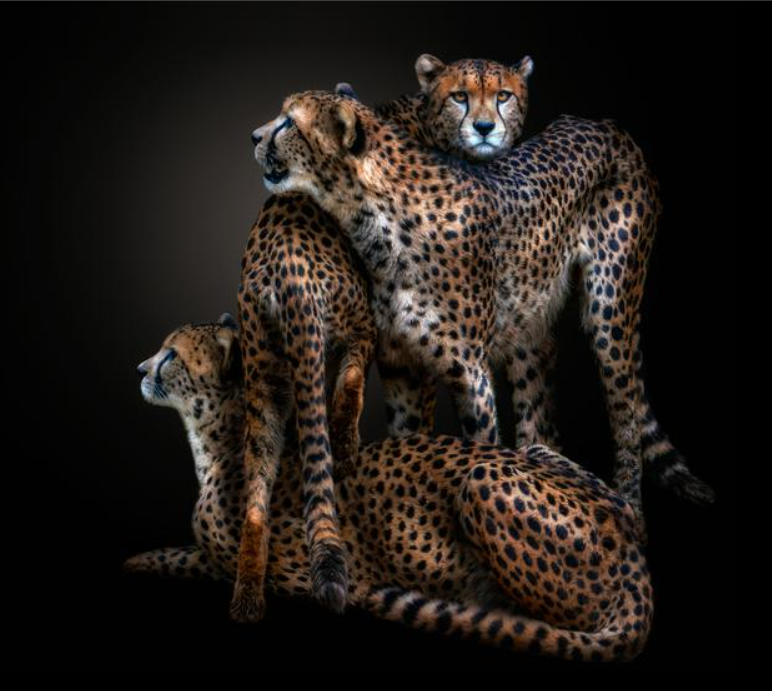 Fragile by Pedro Jarque Krebs