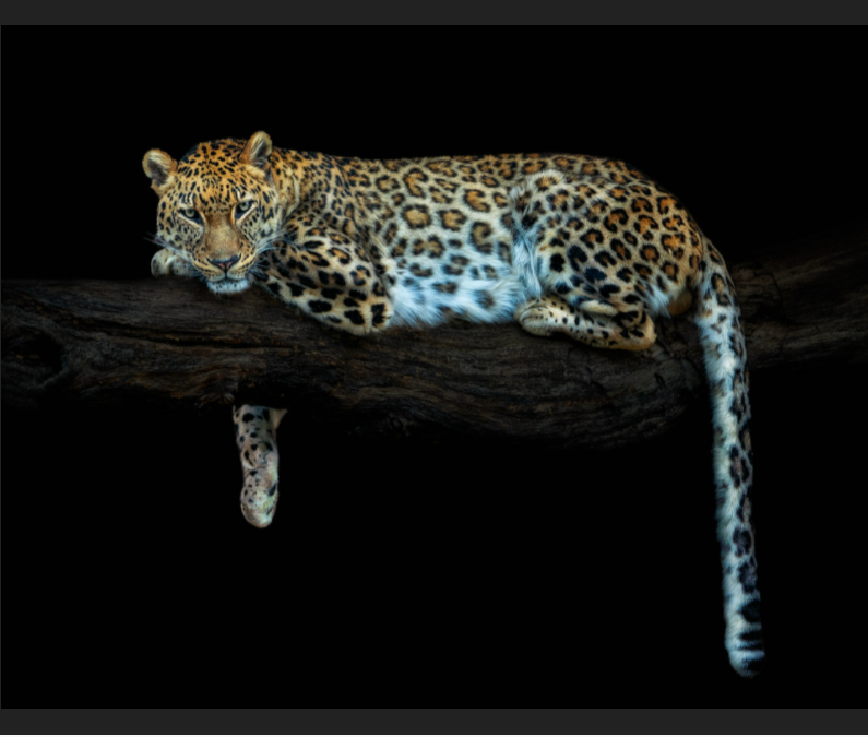 Fragile by Pedro Jarque Krebs