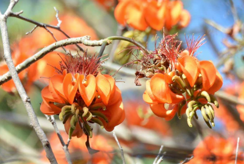 Ancient Remedy | Mulungu: Relaxant and Nerve Tonic