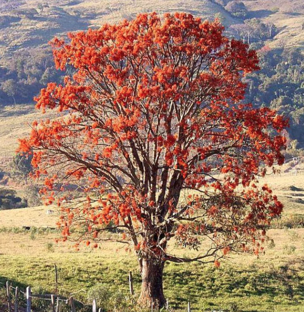 Ancient Remedy | Mulungu: Relaxant and Nerve Tonic